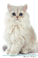 Persian Cat Affirmations Workbook Persian Cat Presents: Positive and Loving Affirmations Workbook. Includes: Mentoring Questions, Guidance, Supporting You.