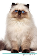 Persian Cat Affirmations Workbook Persian Cat Presents: Positive and Loving Affirmations Workbook. Includes: Mentoring Questions, Guidance, Supporting You.