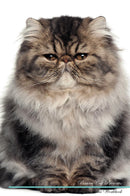 Persian Cat Affirmations Workbook Persian Cat Presents: Positive and Loving Affirmations Workbook. Includes: Mentoring Questions, Guidance, Supporting You.