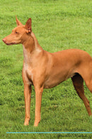 Pharaoh Hound Affirmations Workbook Pharaoh Hound Presents: Positive and Loving Affirmations Workbook. Includes: Mentoring Questions, Guidance, Supporting You.
