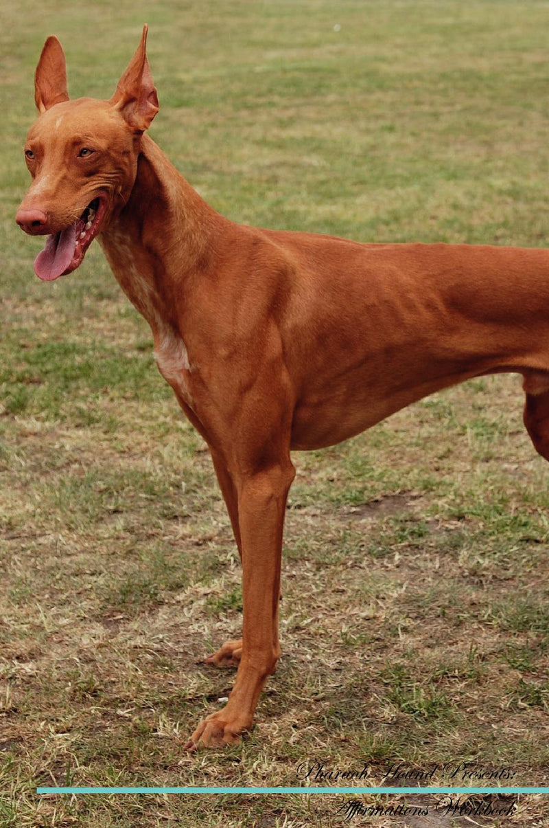 Pharaoh Hound Affirmations Workbook Pharaoh Hound Presents: Positive and Loving Affirmations Workbook. Includes: Mentoring Questions, Guidance, Supporting You.
