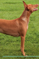 Pharaoh Hound Affirmations Workbook Pharaoh Hound Presents: Positive and Loving Affirmations Workbook. Includes: Mentoring Questions, Guidance, Supporting You.