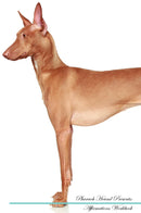 Pharaoh Hound Affirmations Workbook Pharaoh Hound Presents: Positive and Loving Affirmations Workbook. Includes: Mentoring Questions, Guidance, Supporting You.
