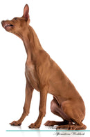 Pharaoh Hound Affirmations Workbook Pharaoh Hound Presents: Positive and Loving Affirmations Workbook. Includes: Mentoring Questions, Guidance, Supporting You.