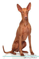 Pharaoh Hound Affirmations Workbook Pharaoh Hound Presents: Positive and Loving Affirmations Workbook. Includes: Mentoring Questions, Guidance, Supporting You.