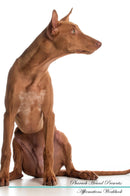 Pharaoh Hound Affirmations Workbook Pharaoh Hound Presents: Positive and Loving Affirmations Workbook. Includes: Mentoring Questions, Guidance, Supporting You.