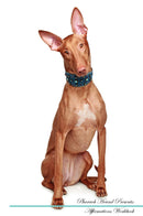 Pharaoh Hound Affirmations Workbook Pharaoh Hound Presents: Positive and Loving Affirmations Workbook. Includes: Mentoring Questions, Guidance, Supporting You.