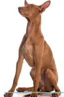 Pharaoh Hound Affirmations Workbook Pharaoh Hound Presents: Positive and Loving Affirmations Workbook. Includes: Mentoring Questions, Guidance, Supporting You.