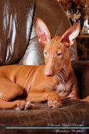 Pharaoh Hound Affirmations Workbook Pharaoh Hound Presents: Positive and Loving Affirmations Workbook. Includes: Mentoring Questions, Guidance, Supporting You.