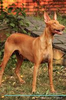 Pharaoh Hound Affirmations Workbook Pharaoh Hound Presents: Positive and Loving Affirmations Workbook. Includes: Mentoring Questions, Guidance, Supporting You.