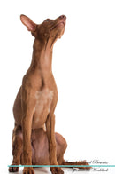 Pharaoh Hound Affirmations Workbook Pharaoh Hound Presents: Positive and Loving Affirmations Workbook. Includes: Mentoring Questions, Guidance, Supporting You.