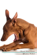 Pharaoh Hound Affirmations Workbook Pharaoh Hound Presents: Positive and Loving Affirmations Workbook. Includes: Mentoring Questions, Guidance, Supporting You.