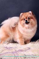 Pomeranian Affirmations Workbook Pomeranian Presents: Positive and Loving Affirmations Workbook. Includes: Mentoring Questions, Guidance, Supporting You.