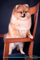 Pomeranian Affirmations Workbook Pomeranian Presents: Positive and Loving Affirmations Workbook. Includes: Mentoring Questions, Guidance, Supporting You.