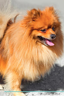 Pomeranian Affirmations Workbook Pomeranian Presents: Positive and Loving Affirmations Workbook. Includes: Mentoring Questions, Guidance, Supporting You.