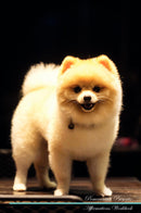 Pomeranian Affirmations Workbook Pomeranian Presents: Positive and Loving Affirmations Workbook. Includes: Mentoring Questions, Guidance, Supporting You.