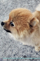 Pomeranian Affirmations Workbook Pomeranian Presents: Positive and Loving Affirmations Workbook. Includes: Mentoring Questions, Guidance, Supporting You.