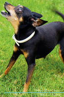 Prague Ratter Affirmations Workbook Prague Ratter Presents: Positive and Loving Affirmations Workbook. Includes: Mentoring Questions, Guidance, Supporting You.