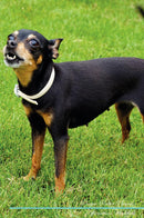 Prague Ratter Affirmations Workbook Prague Ratter Presents: Positive and Loving Affirmations Workbook. Includes: Mentoring Questions, Guidance, Supporting You.