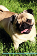 Pug Affirmations Workbook Pug Presents: Positive and Loving Affirmations Workbook. Includes: Mentoring Questions, Guidance, Supporting You.