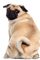 Pug Affirmations Workbook Pug Presents: Positive and Loving Affirmations Workbook. Includes: Mentoring Questions, Guidance, Supporting You.