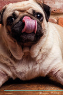 Pug Affirmations Workbook Pug Presents: Positive and Loving Affirmations Workbook. Includes: Mentoring Questions, Guidance, Supporting You.