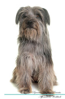 Pyrenean Shepherd Affirmations Workbook Pyrenean Shepherd Presents: Positive and Loving Affirmations Workbook. Includes: Mentoring Questions, Guidance, Supporting You.