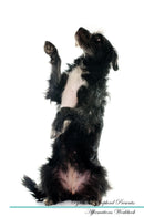 Pyrenean Shepherd Affirmations Workbook Pyrenean Shepherd Presents: Positive and Loving Affirmations Workbook. Includes: Mentoring Questions, Guidance, Supporting You.