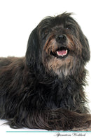 Pyrenean Shepherd Affirmations Workbook Pyrenean Shepherd Presents: Positive and Loving Affirmations Workbook. Includes: Mentoring Questions, Guidance, Supporting You.