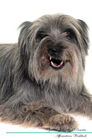 Pyrenean Shepherd Affirmations Workbook Pyrenean Shepherd Presents: Positive and Loving Affirmations Workbook. Includes: Mentoring Questions, Guidance, Supporting You.