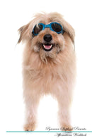 Pyrenean Shepherd Affirmations Workbook Pyrenean Shepherd Presents: Positive and Loving Affirmations Workbook. Includes: Mentoring Questions, Guidance, Supporting You.