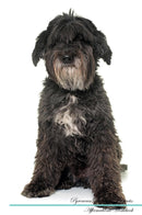 Pyrenean Shepherd Affirmations Workbook Pyrenean Shepherd Presents: Positive and Loving Affirmations Workbook. Includes: Mentoring Questions, Guidance, Supporting You.