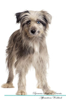 Pyrenean Shepherd Affirmations Workbook Pyrenean Shepherd Presents: Positive and Loving Affirmations Workbook. Includes: Mentoring Questions, Guidance, Supporting You.