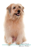 Pyrenean Shepherd Affirmations Workbook Pyrenean Shepherd Presents: Positive and Loving Affirmations Workbook. Includes: Mentoring Questions, Guidance, Supporting You.