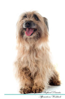 Pyrenean Shepherd Affirmations Workbook Pyrenean Shepherd Presents: Positive and Loving Affirmations Workbook. Includes: Mentoring Questions, Guidance, Supporting You.