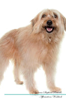 Pyrenean Shepherd Affirmations Workbook Pyrenean Shepherd Presents: Positive and Loving Affirmations Workbook. Includes: Mentoring Questions, Guidance, Supporting You.