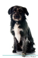 Pyrenean Shepherd Affirmations Workbook Pyrenean Shepherd Presents: Positive and Loving Affirmations Workbook. Includes: Mentoring Questions, Guidance, Supporting You.