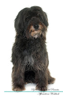 Pyrenean Shepherd Affirmations Workbook Pyrenean Shepherd Presents: Positive and Loving Affirmations Workbook. Includes: Mentoring Questions, Guidance, Supporting You.