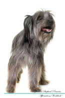 Pyrenean Shepherd Affirmations Workbook Pyrenean Shepherd Presents: Positive and Loving Affirmations Workbook. Includes: Mentoring Questions, Guidance, Supporting You.