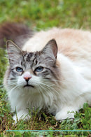 Ragdoll Cat Affirmations Workbook Ragdoll Cat Presents: Positive and Loving Affirmations Workbook. Includes: Mentoring Questions, Guidance, Supporting You.