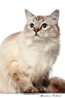 Ragdoll Cat Affirmations Workbook Ragdoll Cat Presents: Positive and Loving Affirmations Workbook. Includes: Mentoring Questions, Guidance, Supporting You.