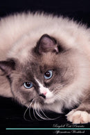 Ragdoll Cat Affirmations Workbook Ragdoll Cat Presents: Positive and Loving Affirmations Workbook. Includes: Mentoring Questions, Guidance, Supporting You.