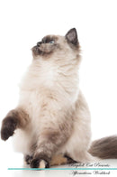 Ragdoll Cat Affirmations Workbook Ragdoll Cat Presents: Positive and Loving Affirmations Workbook. Includes: Mentoring Questions, Guidance, Supporting You.