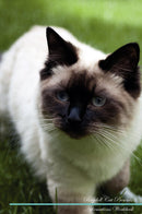 Ragdoll Cat Affirmations Workbook Ragdoll Cat Presents: Positive and Loving Affirmations Workbook. Includes: Mentoring Questions, Guidance, Supporting You.