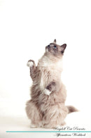 Ragdoll Cat Affirmations Workbook Ragdoll Cat Presents: Positive and Loving Affirmations Workbook. Includes: Mentoring Questions, Guidance, Supporting You.