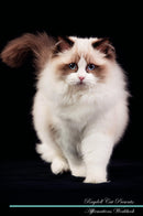Ragdoll Cat Affirmations Workbook Ragdoll Cat Presents: Positive and Loving Affirmations Workbook. Includes: Mentoring Questions, Guidance, Supporting You.