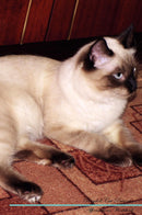 Ragdoll Cat Affirmations Workbook Ragdoll Cat Presents: Positive and Loving Affirmations Workbook. Includes: Mentoring Questions, Guidance, Supporting You.