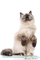 Ragdoll Cat Affirmations Workbook Ragdoll Cat Presents: Positive and Loving Affirmations Workbook. Includes: Mentoring Questions, Guidance, Supporting You.