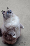 Ragdoll Cat Affirmations Workbook Ragdoll Cat Presents: Positive and Loving Affirmations Workbook. Includes: Mentoring Questions, Guidance, Supporting You.
