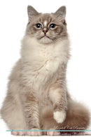 Ragdoll Cat Affirmations Workbook Ragdoll Cat Presents: Positive and Loving Affirmations Workbook. Includes: Mentoring Questions, Guidance, Supporting You.